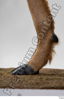 Deer Doe 2 hoof leg 0018.jpg